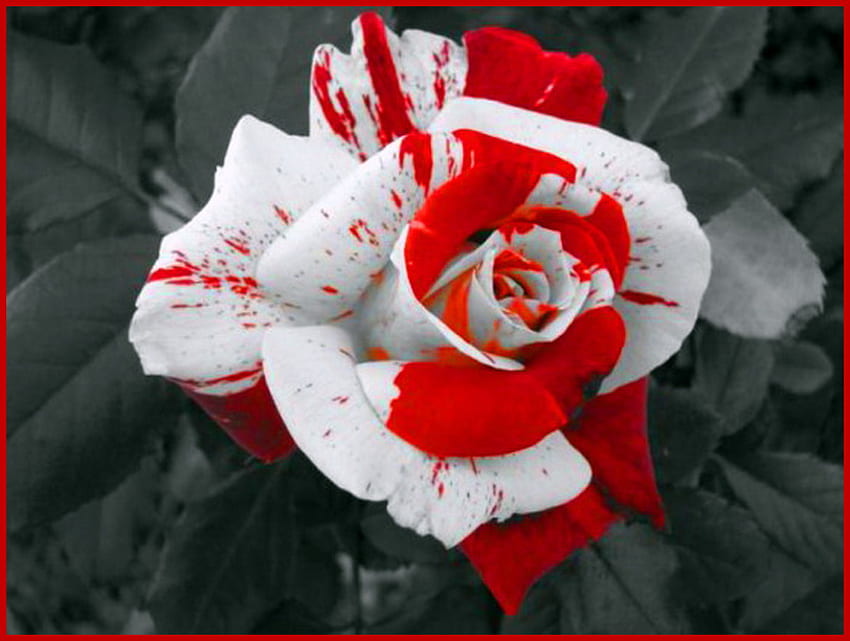 Candy Cane Rose, Rose, zweifarbig, grau, Blume, rot und weiß HD-Hintergrundbild
