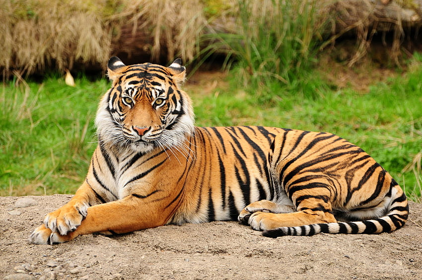 hinlegender Tiger - Tiger, Tiger, Bengal-Tiger HD-Hintergrundbild