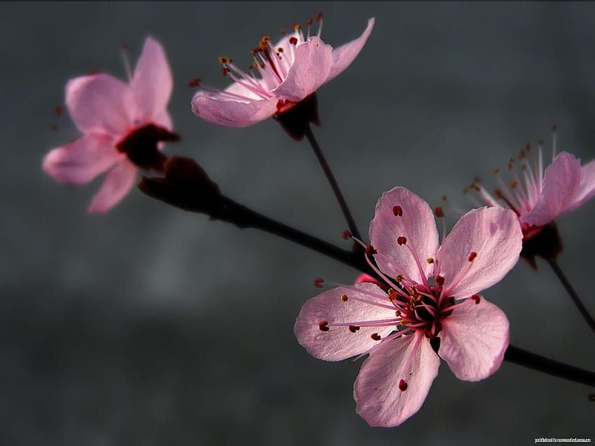 Zen-Pflaume – Akupunktur des Heiligen Meridians, Zen-Blume HD-Hintergrundbild