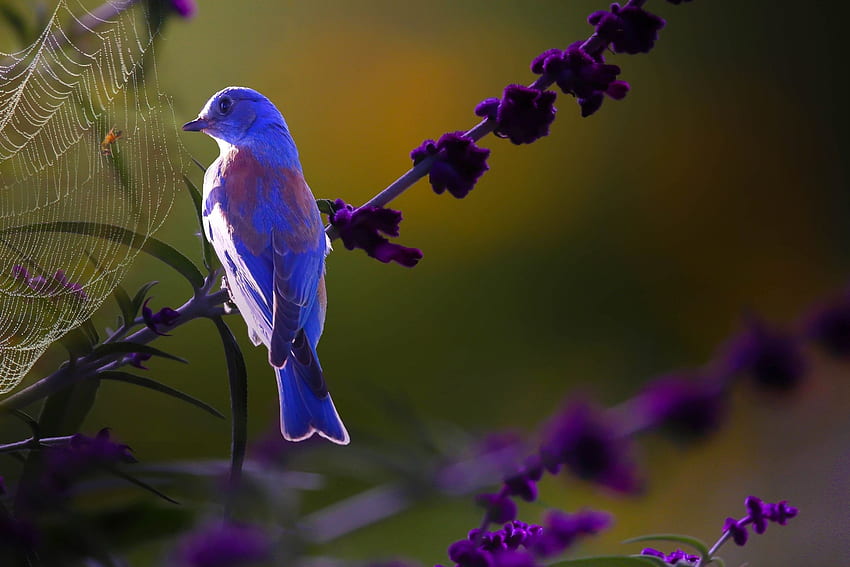 Pájaro, azul, púrpura, flor, araña, telaraña, pasari, thai phung fondo de pantalla