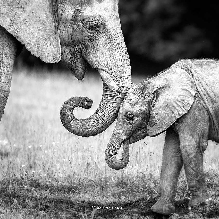 Elefante madre e hijo, bebé elefante oscuro fondo de pantalla del teléfono