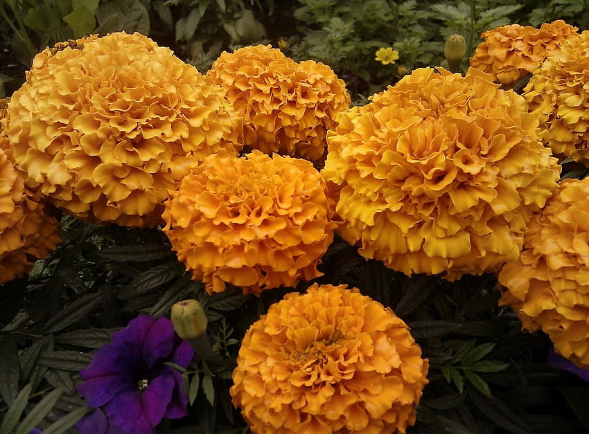 Blumen, Nahaufnahme, Blumenbeet, Blumenbeet, Samt, Barhotki HD-Hintergrundbild