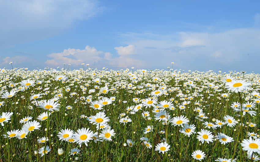 Daisy Meadow, biel, niebo, łąka, kwiaty, stokrotki Tapeta HD