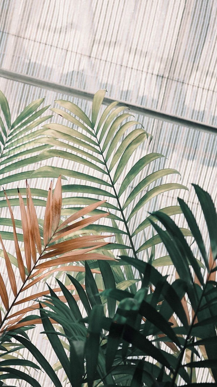 Plant Aesthetic, Green Plant Aesthetic HD phone wallpaper