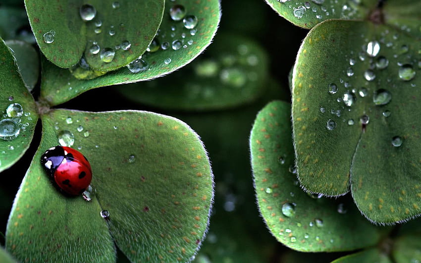 เต่าทองสีแดงบนใบไม้สีเขียว ฝน แมลงเต่าทอง วอลล์เปเปอร์ HD