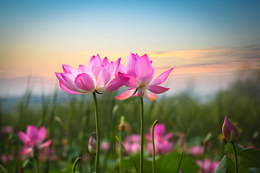 Lotus Flower, Zen Lotus Flower Pink HD wallpaper