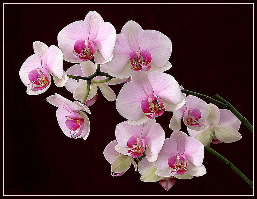 Orchideen für Lamamake, Hintergrund, Kunst, rosa, schwarz, schön, Orchideen HD-Hintergrundbild