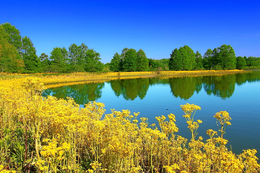 일리노이 주립 공원, 나무, 일리노이, 꽃, 호수 HD 월페이퍼