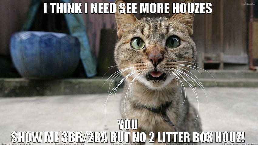 Cat meme quote funny humor grumpy (91) | | 355180 . HD wallpaper