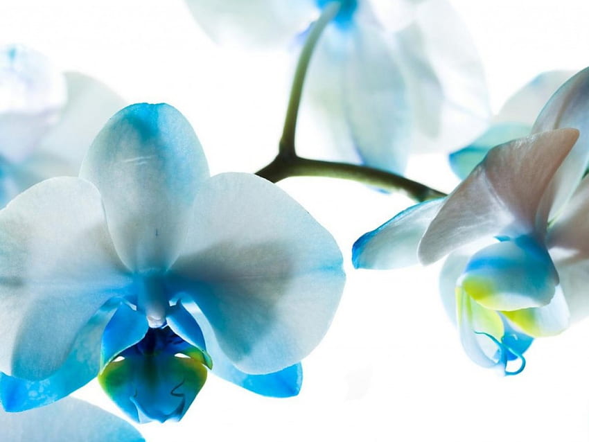 青い蘭、青、ファレノプシ、花、蘭 高画質の壁紙