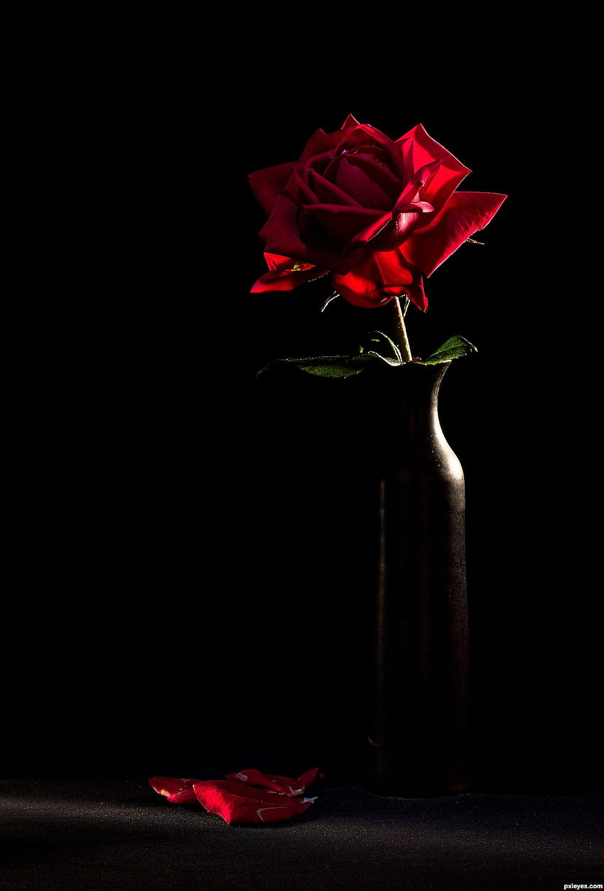 Singolo nero rosa rossa. Natale rosso, rosso vittoriano e rosso, elegante rosa rossa Sfondo del telefono HD