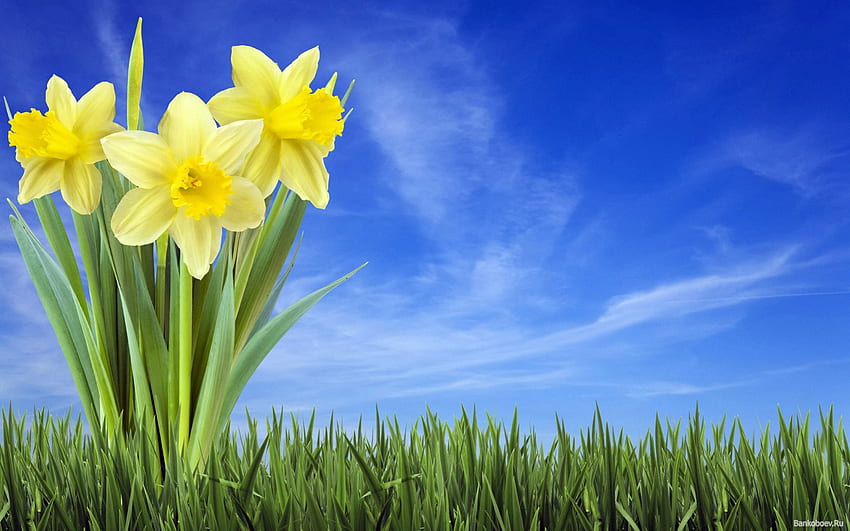 Daffodils in grass, daffodils, skies, easter, grass, spring, narcissus HD wallpaper