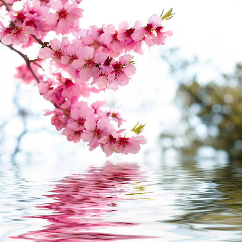 bunga merah muda, bunga, pink, mekar, musim semi, bunga sakura, cabang, tanaman, daun bunga, pohon, botani, Beautiful Pink Flowers wallpaper ponsel HD