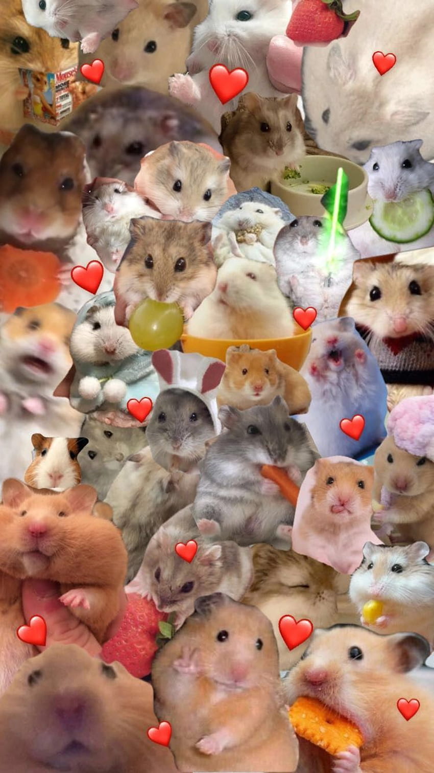 funny hamsters singing