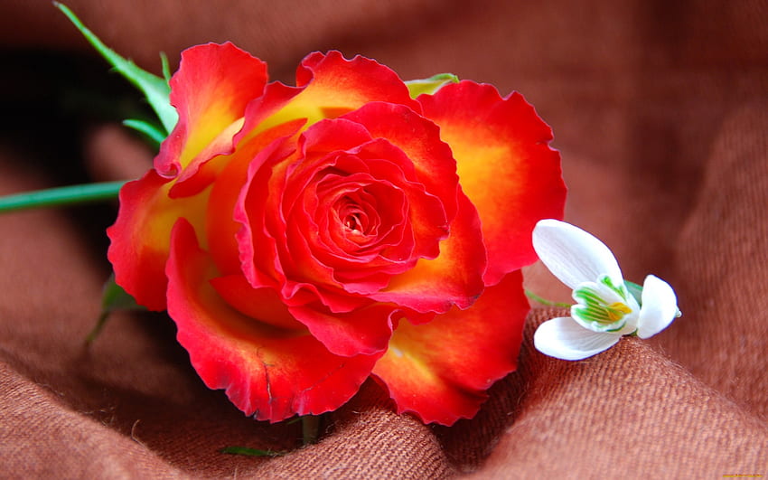 Роза и кокиче, роза, кокиче, нежни, червени, листенца, аромат, красиви, цветя, аромат HD тапет