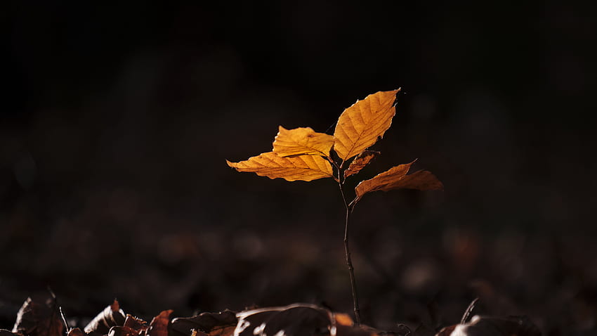 Sprout Fallen Leaves Dark Background-Grafik HD-Hintergrundbild