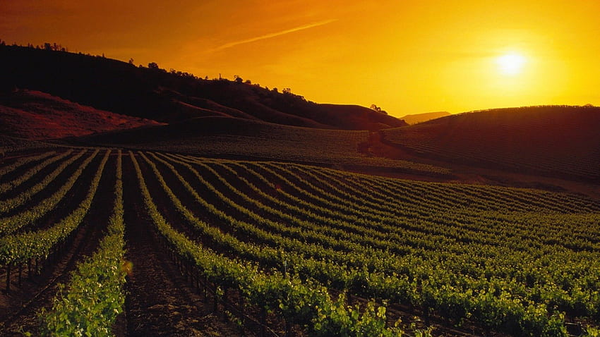 Wunderbarer Weinberg, Weingut HD-Hintergrundbild