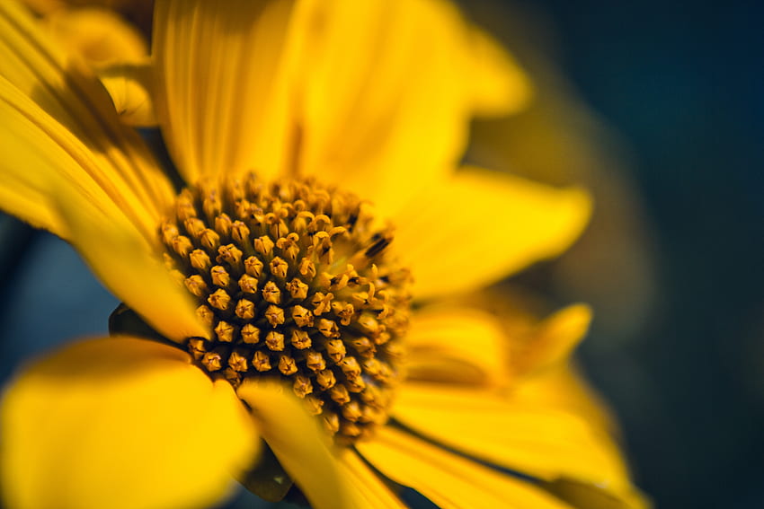 Flower, Macro, Petals, Sunflower HD wallpaper