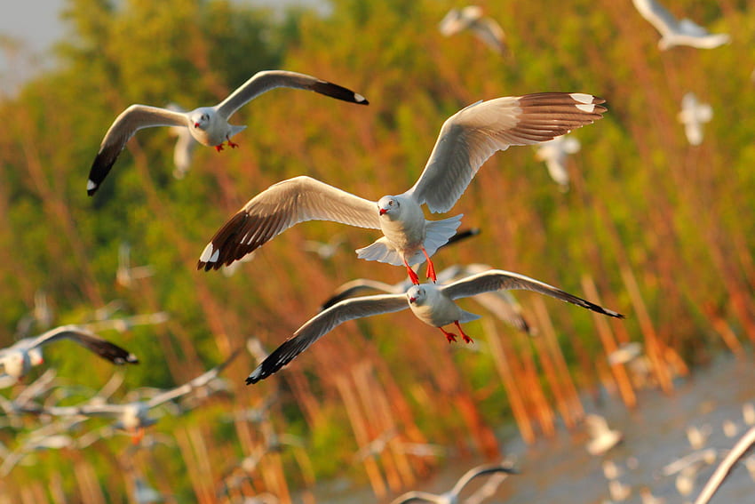 Nature, Birds, Sea, Seagulls, Flight HD wallpaper