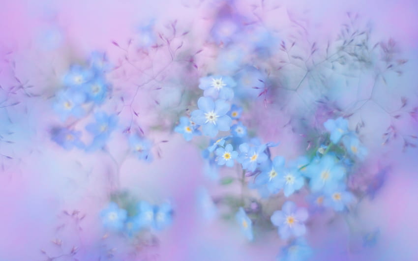 Forget-me-not, blue, pink, flower, forgetmenot, nature HD wallpaper