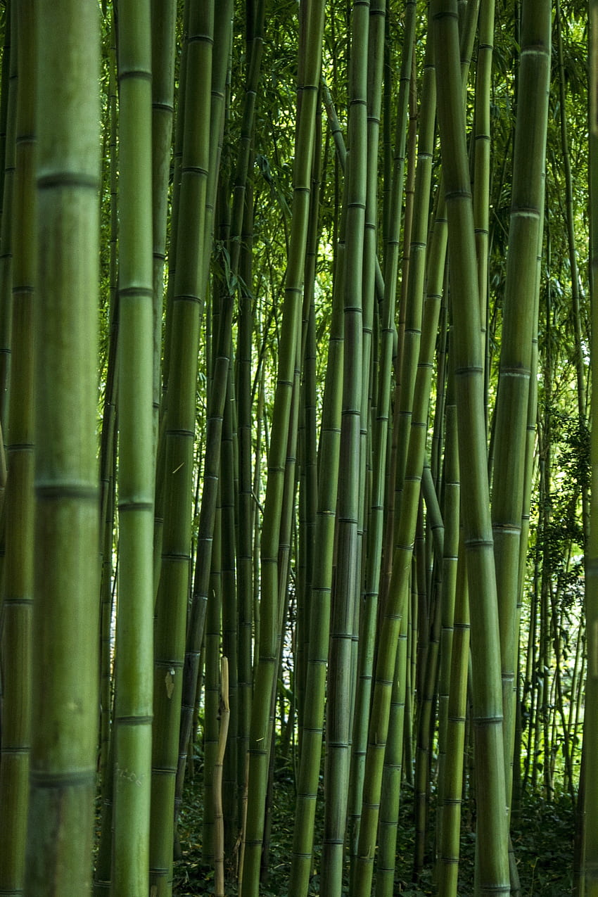 Verde, floresta, bambu, árvores Papel de parede de celular HD