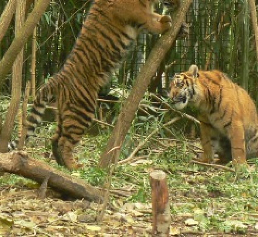 два тигъра, погледнете, маркирайте, в игра HD тапет