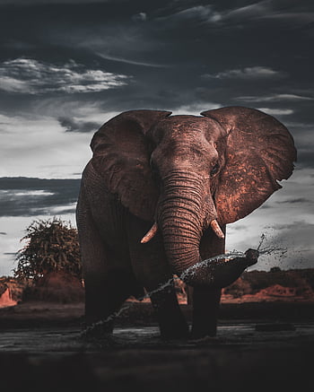 Africa, elephants, Amboseli National Park, Twin Baby Elephants for