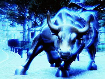 Blue bulls HD phone wallpaper | Pxfuel