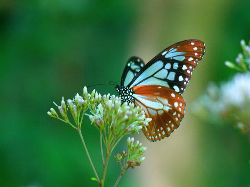 Springtime visitor, plant, butterfly, beauty, flower HD wallpaper