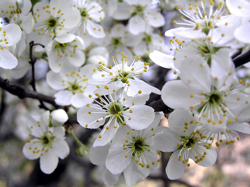 Blumen, Kirsche, Blütenblätter, Frühling, Staubblätter HD-Hintergrundbild