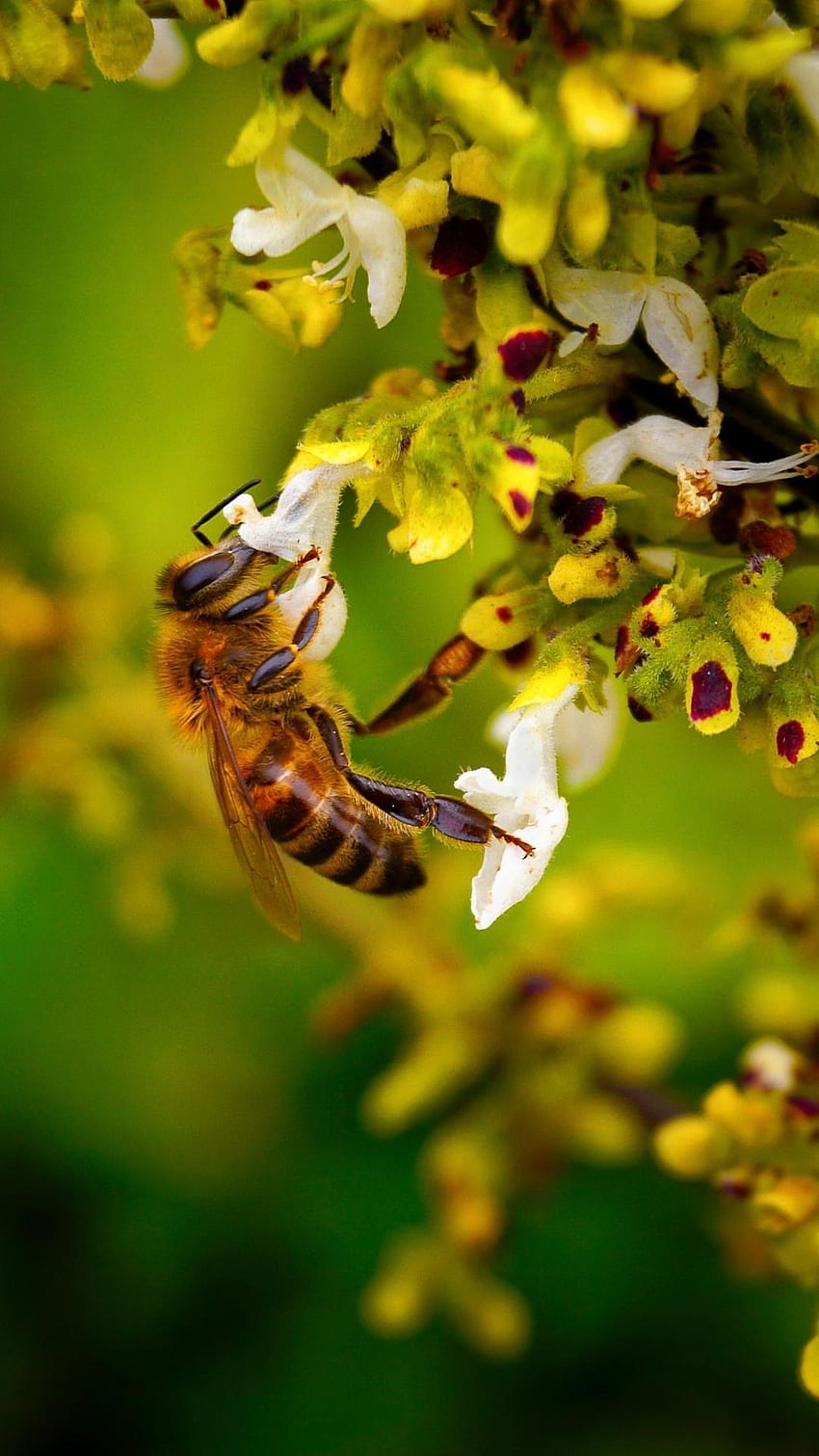 Bee for Android、ミツバチを救え HD電話の壁紙