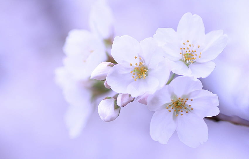 makro, kwiaty, wiśnia, gałązka, tło, drzewo, liliowy, płatki, Sakura, biały, pąki, sekcja цветы Tapeta HD
