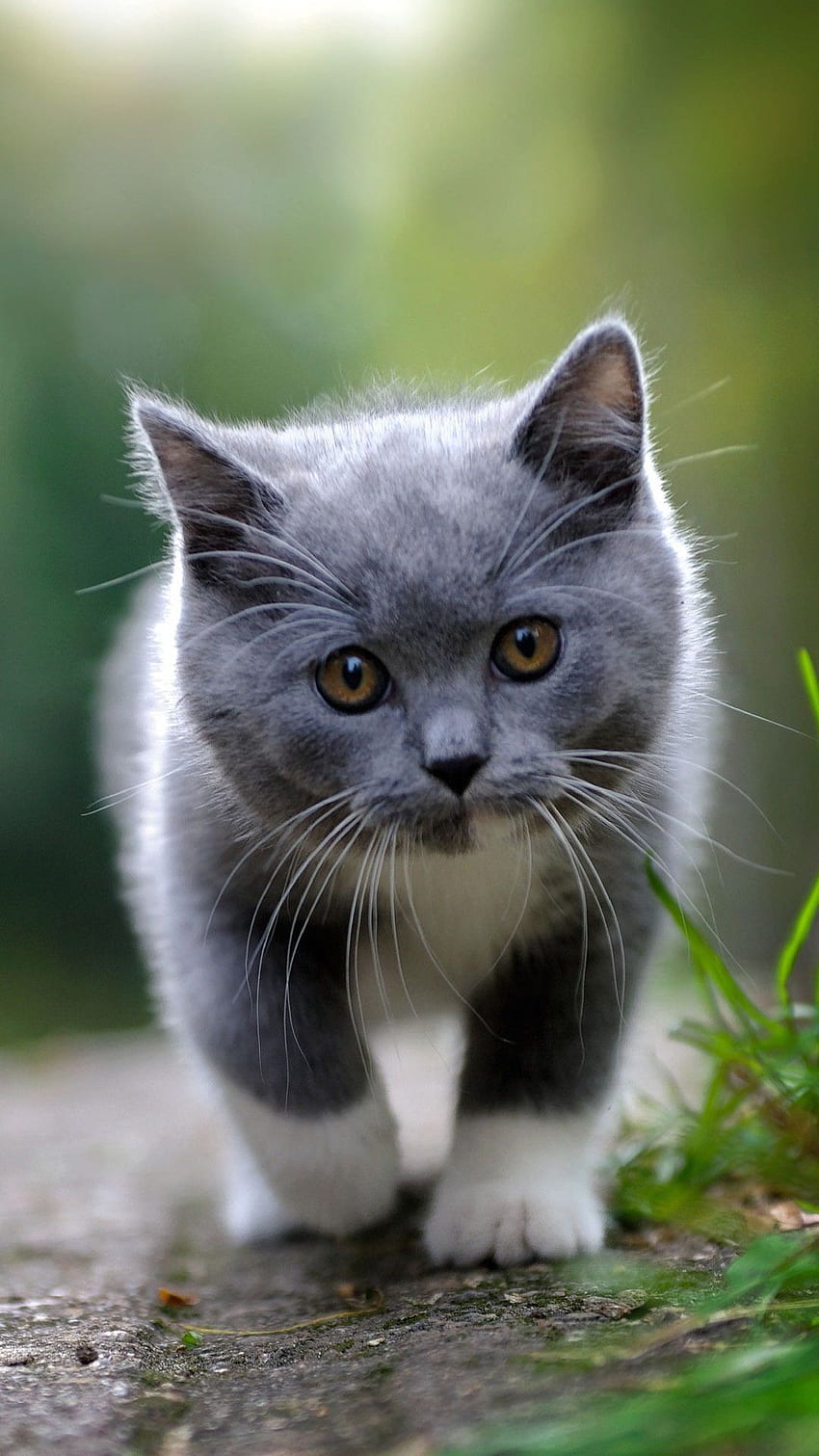 Cute Gray Baby Kittens - Viewing Gallery. Kittens cutest, Beautiful cats, Cute cats, Tuxedo Kitten HD phone wallpaper