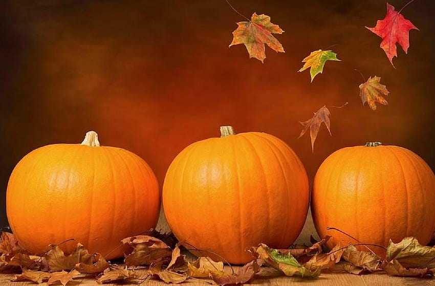 ✿⊱•╮Pumpkins in Fall╭•⊰✿, pumpkins, love four seasons, leaves, fall, colors, autumn, autumn beauty, lovely still life HD wallpaper