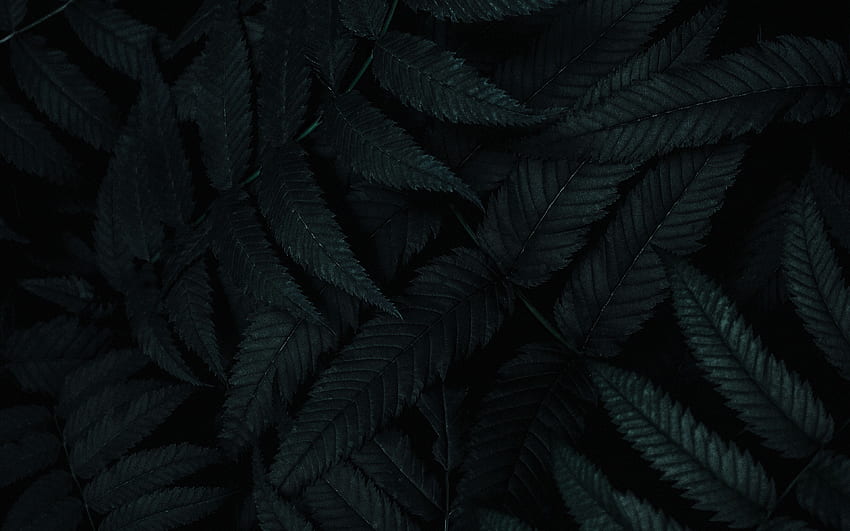 leaves, dark, plant, carved, bush ultra 16:10 background, Dark Leaf HD wallpaper