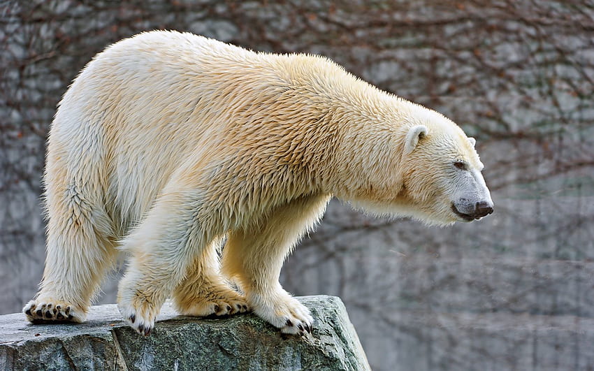 Hewan, Besar, Besar, Wol, Beruang Kutub Wallpaper HD