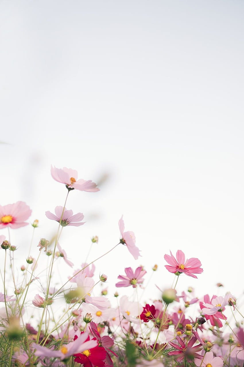 Mùa xuân đem đến cho chúng ta sự sinh động của hoa và sự tươi trẻ. Hình ảnh về một chiếc điện thoại tràn ngập hoa đầy màu sắc với độ phân giải HD sẽ đưa bạn đến một thế giới đầy nghệ thuật.