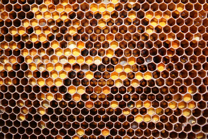 식품, 꿀, 벌집, 5월 꿀 HD 월페이퍼