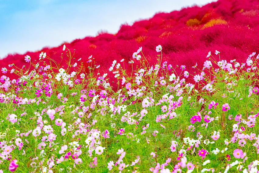 ¡Disfrute de Hitachi Seaside Park y sus 4 vibrantes estaciones de flores!｜THE GATE｜Japan Travel Magazine: Encuentre información turística y de viajes fondo de pantalla