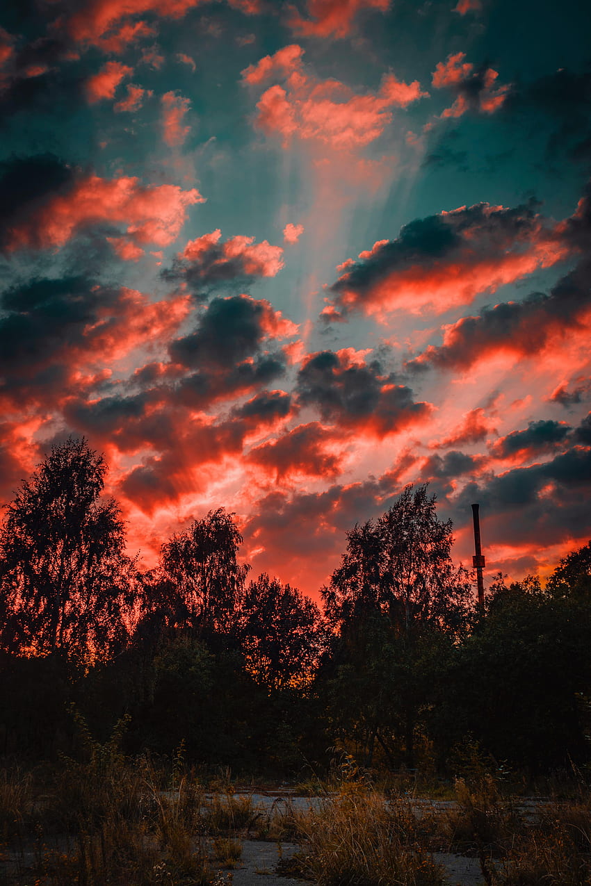 ธรรมชาติ ต้นไม้ พระอาทิตย์ตก ท้องฟ้า ฤดูใบไม้ร่วง เมฆ ตอนเย็น วอลล์เปเปอร์โทรศัพท์ HD