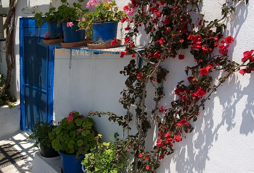 Santorini, island, greece, beautiful, blue and white, flowers HD wallpaper