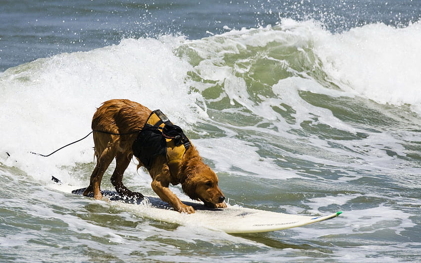 Animales, agua, mar, olas, servidumbre, perro, surf fondo de pantalla