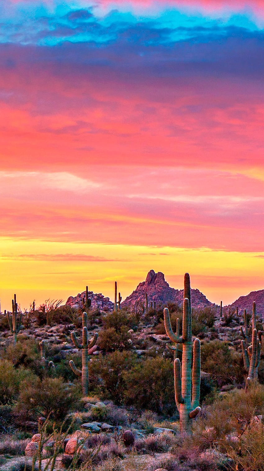 Premium Vector  Arizona desert handdrawing vector aesthetic landscape  phone wallpaper