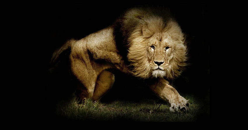 ultra singa yang kuat. ololoshenka Wallpaper HD