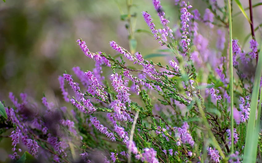 Heather, purple, Latvia, flowers HD wallpaper
