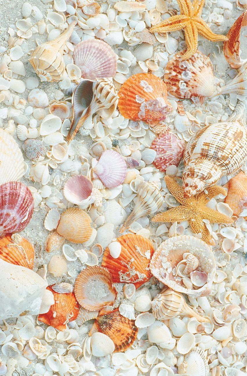 Pretty pink seashells. bonitos, Papeis de parede para iphone HD phone wallpaper