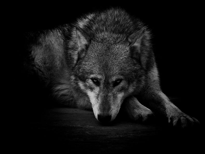 Grey Wolf, Wolf Black and White HD wallpaper
