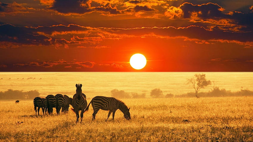 オーストラリアの日没の野生生物、オーストラリアの風景 高画質の壁紙