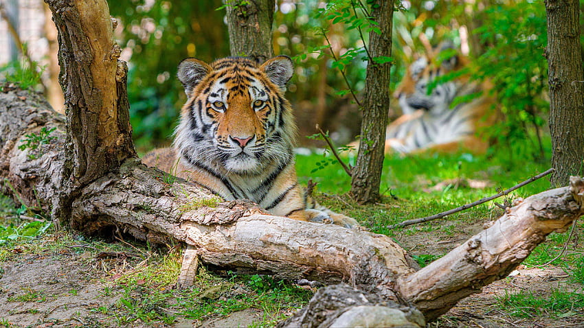 Tiger in the forest HD wallpapers | Pxfuel