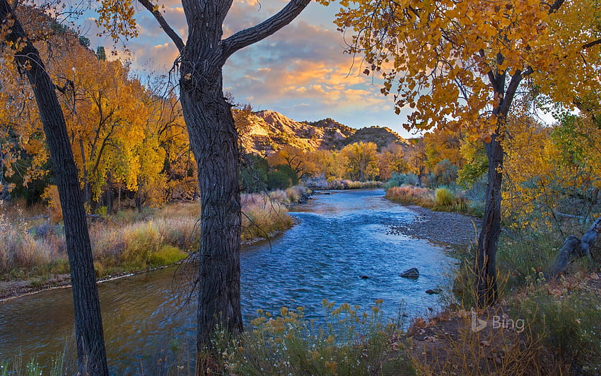 Памукови дървета по поречието на Рио Гранде през есента, Ню Мексико, САЩ - Bing, пейзаж на Ню Мексико HD тапет